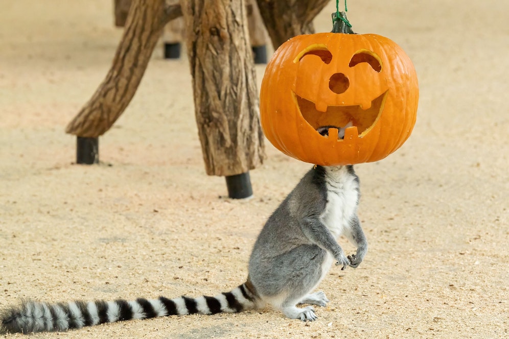 Die pfiffigen Kattas hatten definitv ihren Spaß. 