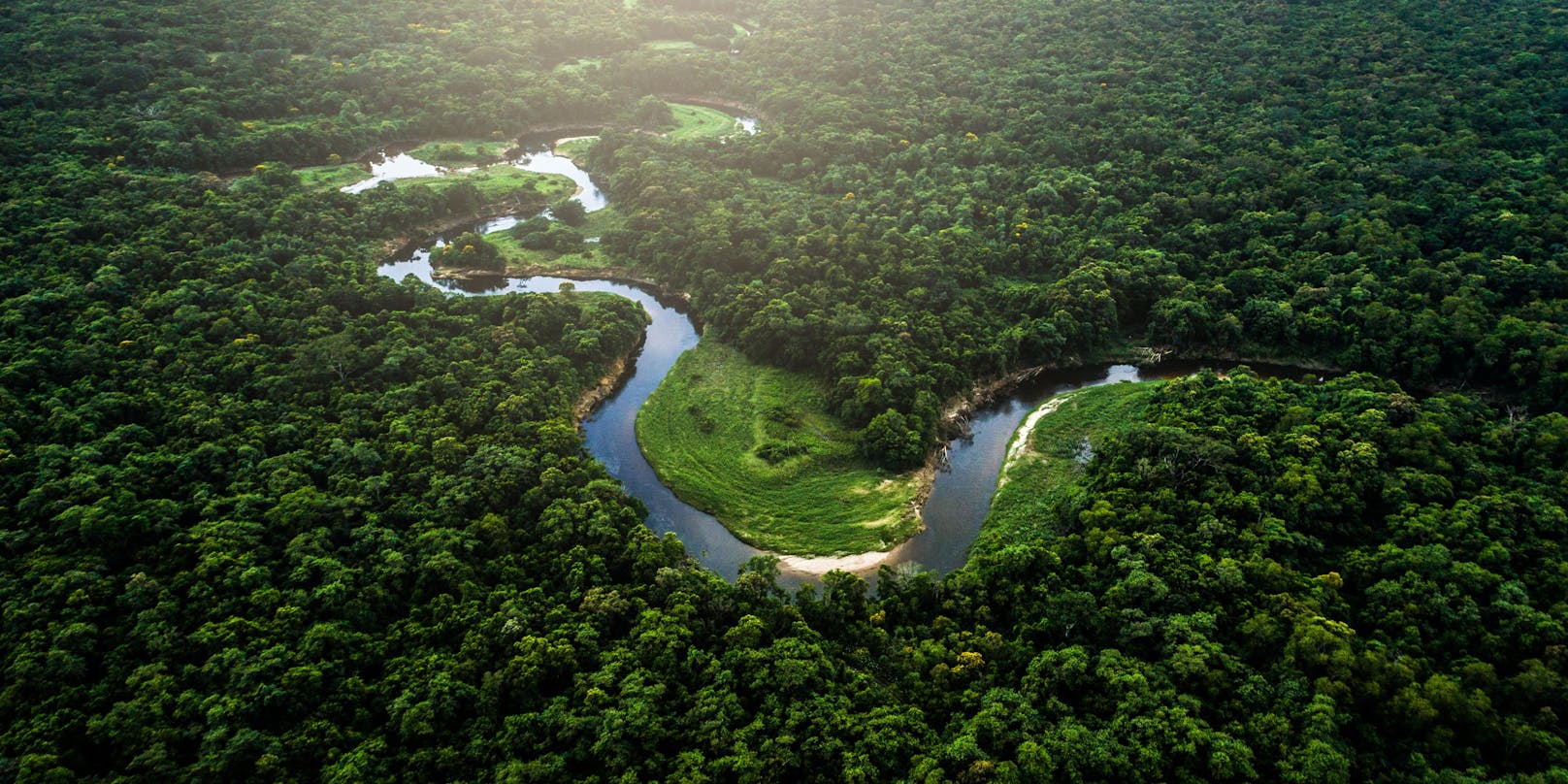 Jeden Tag wird der Regenwald, die Lunge  der Erde, um 4.340 Fußballfelder kleiner.