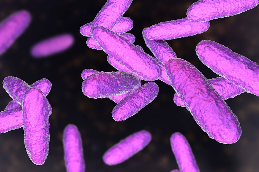 Donovanose wird durch durch das Bakterium Klebsiella granulomatis (hier abgebildet) verursacht und sorgt für die Bildung von tellergroßen Geschwüren.