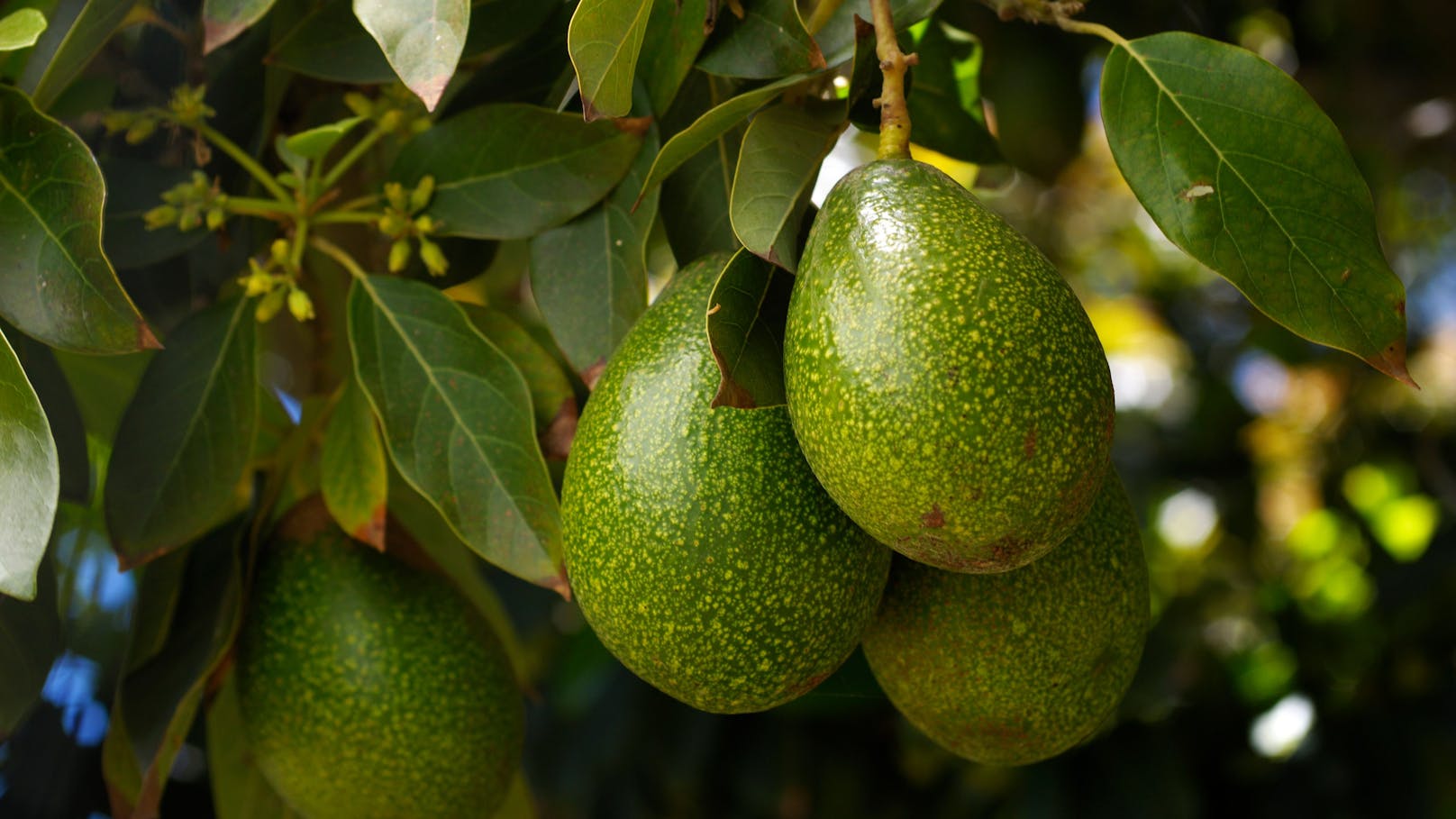 Die "Avocado" hat ihren Namen aus der aztekischen Sprache Nahuatl - und bedeutet übersetzt "Hoden".