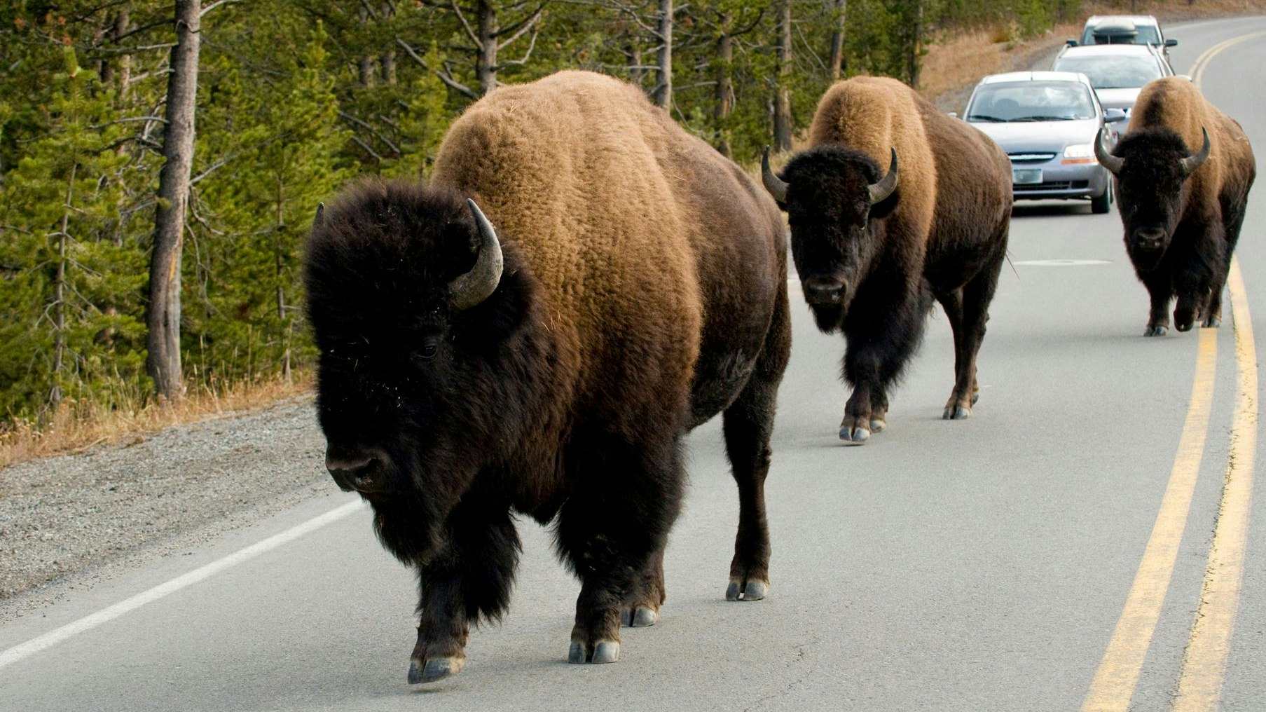 Büffel, Bison