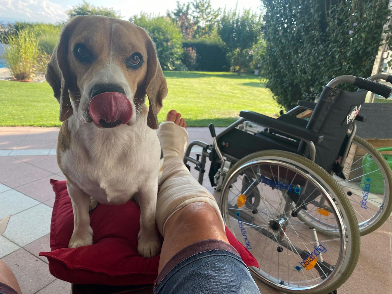 Sein Begleiter derzeit: Hund Leonie von JB und Rollstuhl