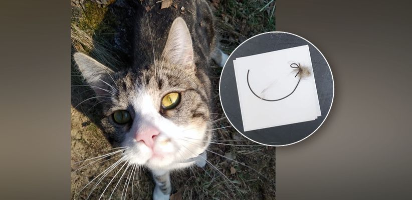 Eine Nachbarin hatten Strolchi gefunden, brachte den Kater den Besitzern.