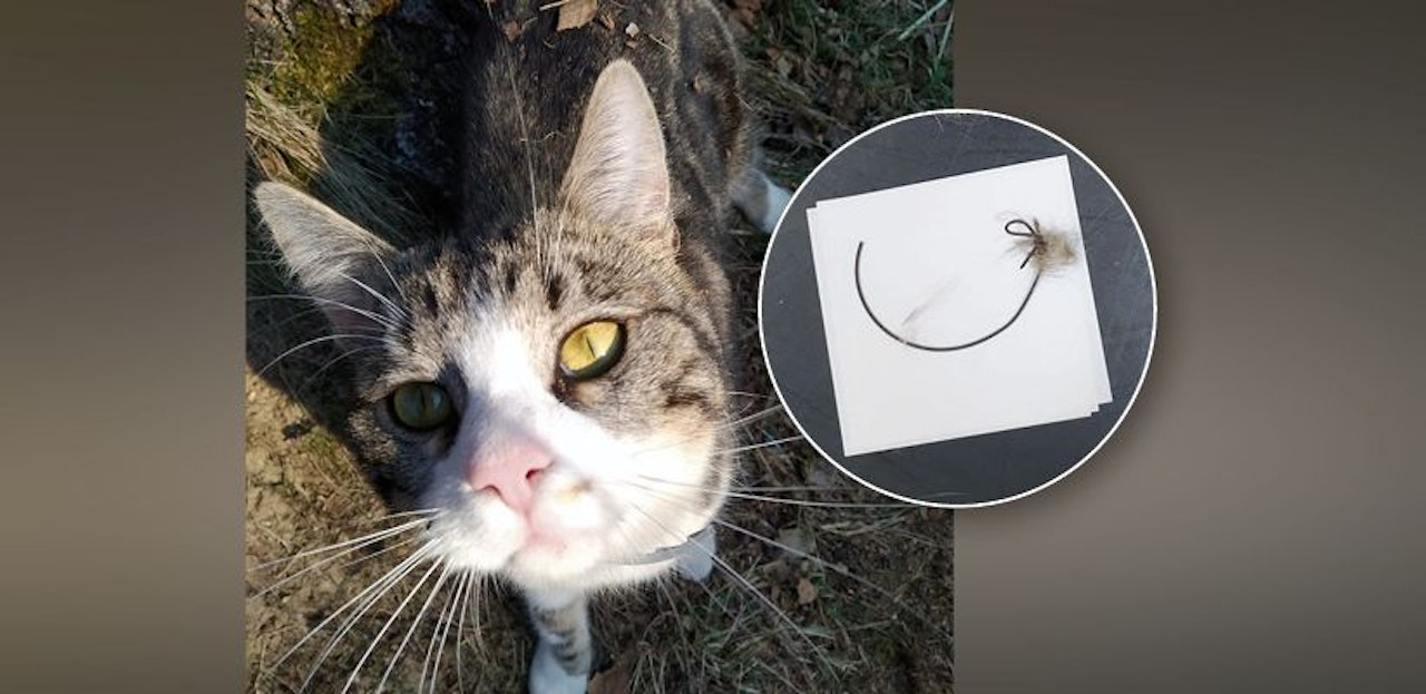 Heute.at - Grausam! Kater mit Drahtschlinge zu Tode gequält