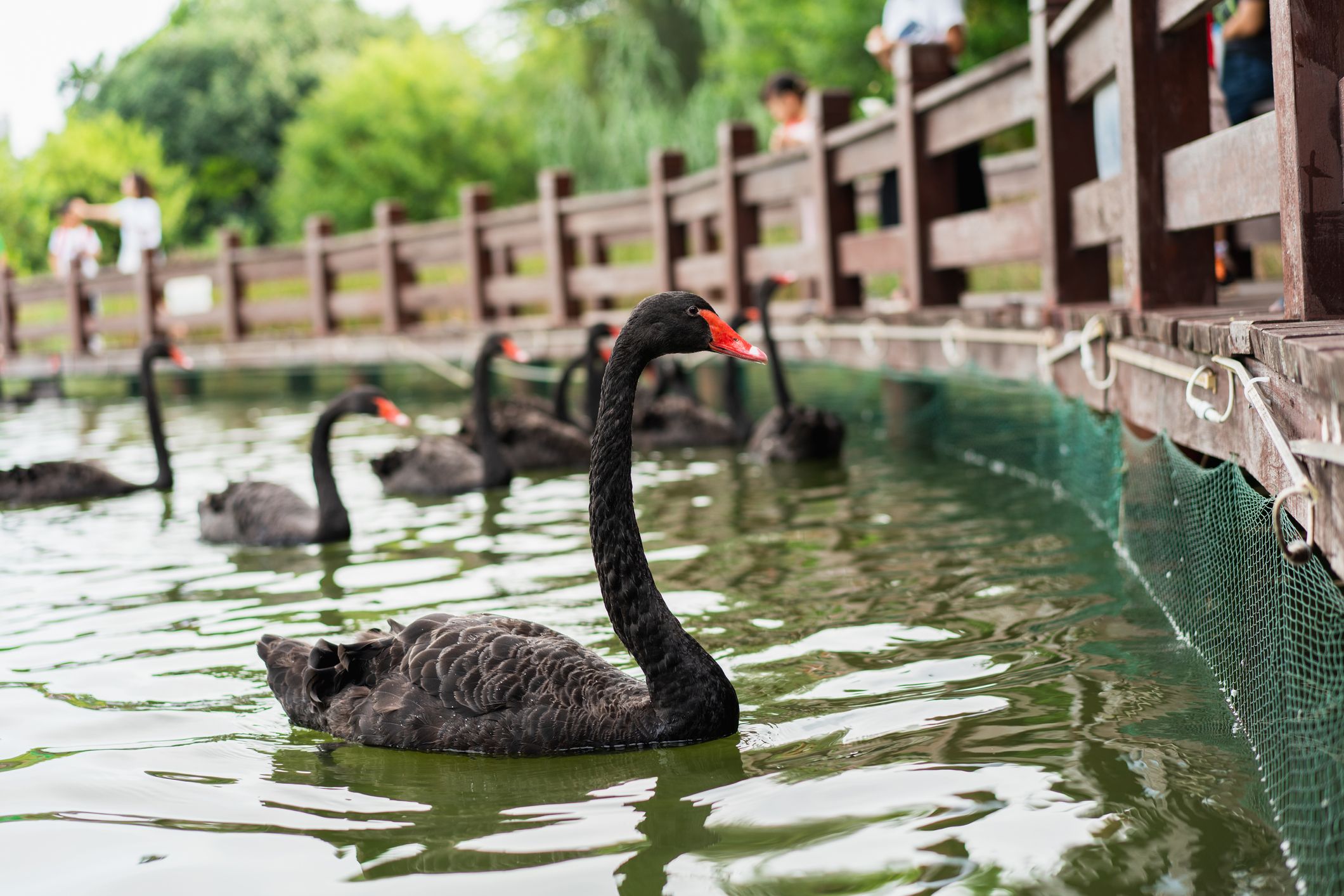 Kim Jong-Un will die Hungersnot in Nordkorea mit der Züchtung schwarzer Schwäne in den Griff kriegen.