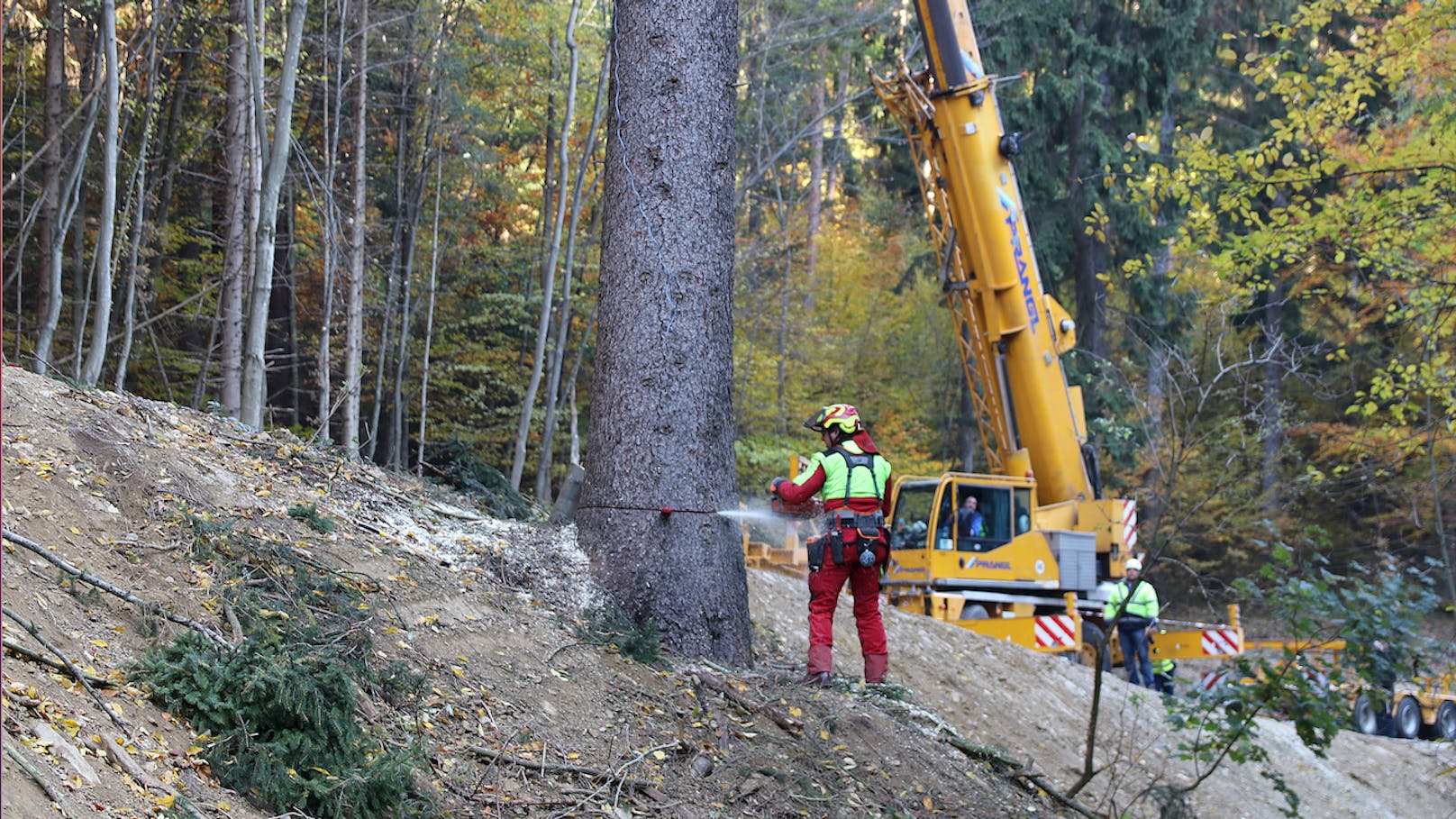 Ein Forstarbeiter schneidet den Wiener Weihnachtsbaum 2021 aus einem Wald in der Gemeinde Wiesen.