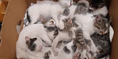 Sechs Katzen ausgesetzt: Jetzt drohen 7.500 Euro Strafe
