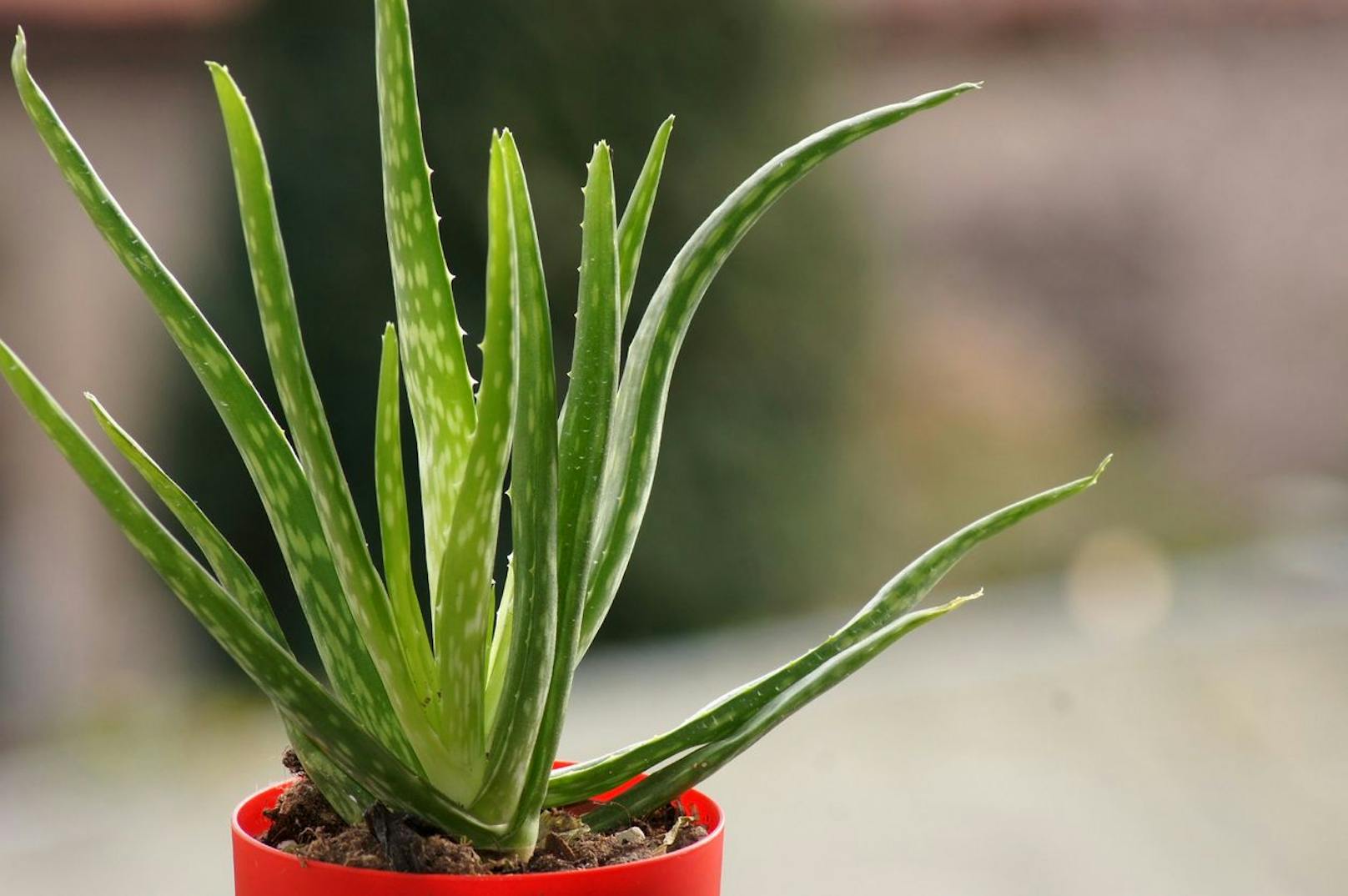 Wer eine Aloe Vera im Zimmer hat kann sich auf viele Verwendungsmöglichkeiten freuen. Das grüne Gewächs braucht viel Licht, um eine gesunde Menge an Sauerstoff produzieren zu können.