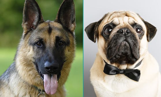 Interessante Mischung! Bei "Goblin" hatten sich ein Mops und ein Deutscher Schäferhund verliebt.