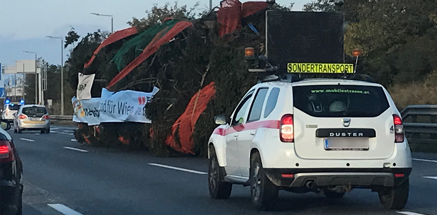 Der Wiener Weihnachtsbaum ist am Weg zum Rathausplatz.