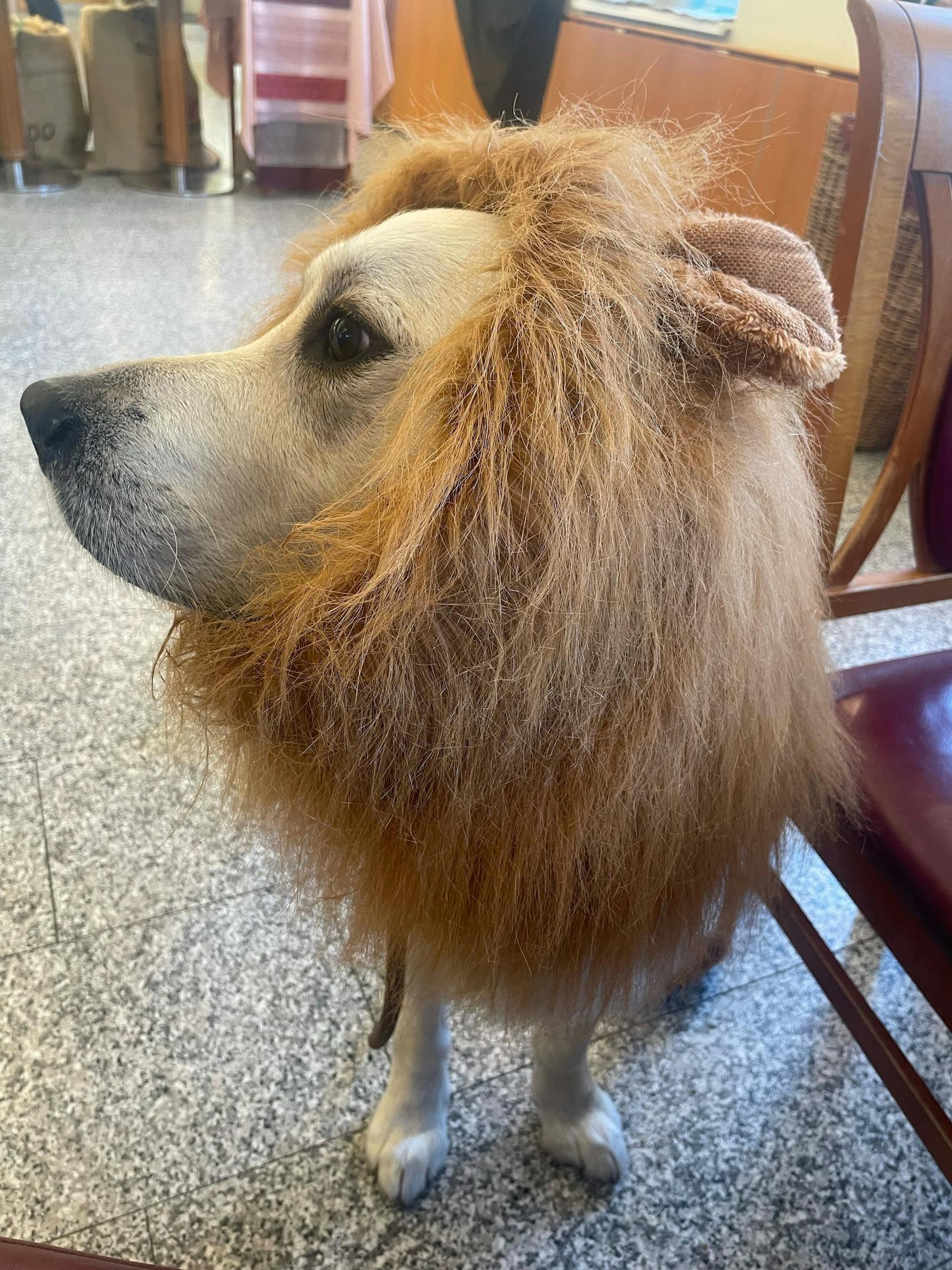 Gerade noch in der Innenstadt - plötzlich in der Serengeti. Rüde "Baileys" spielt den Löwen doch gut, oder? 