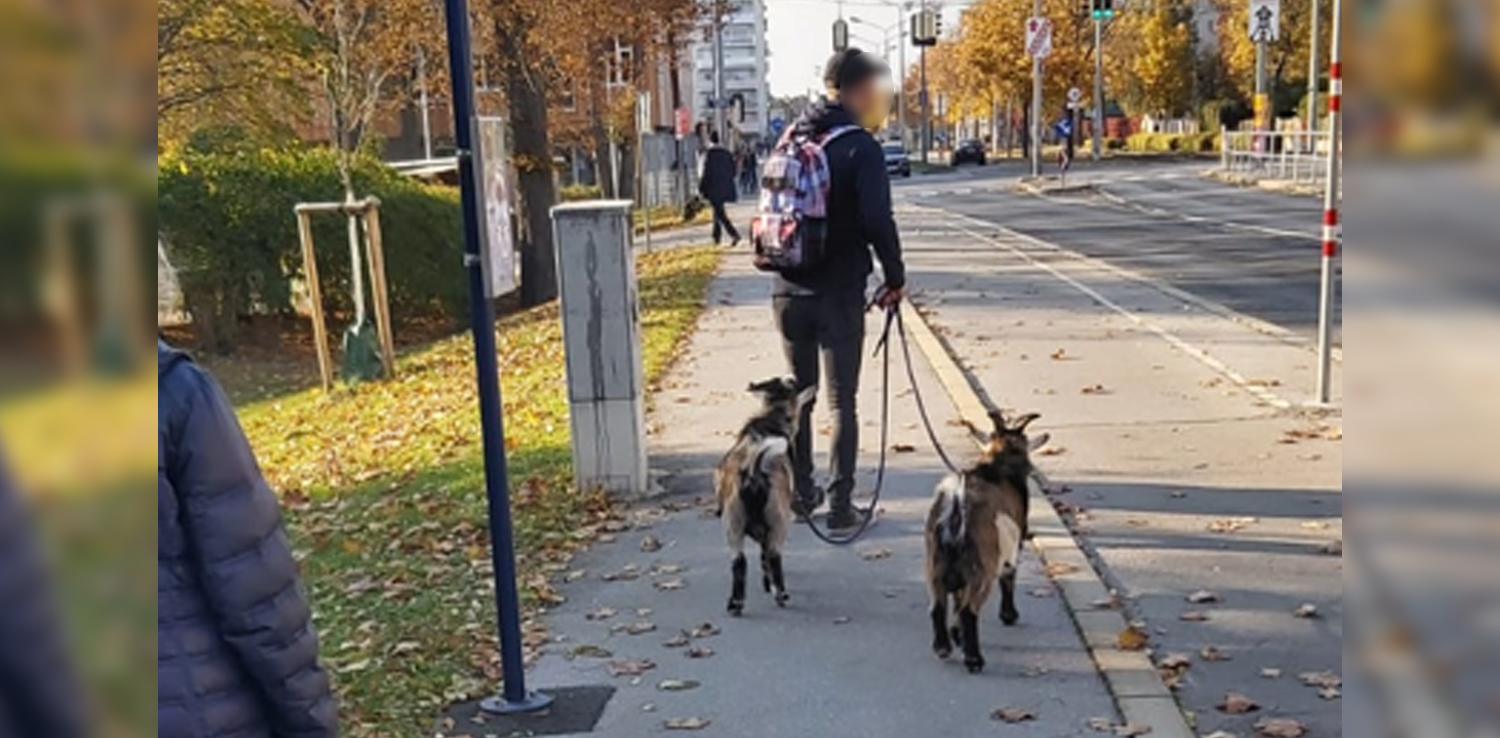 Dieses ulkige Trio war im 22. Bezirk unterwegs