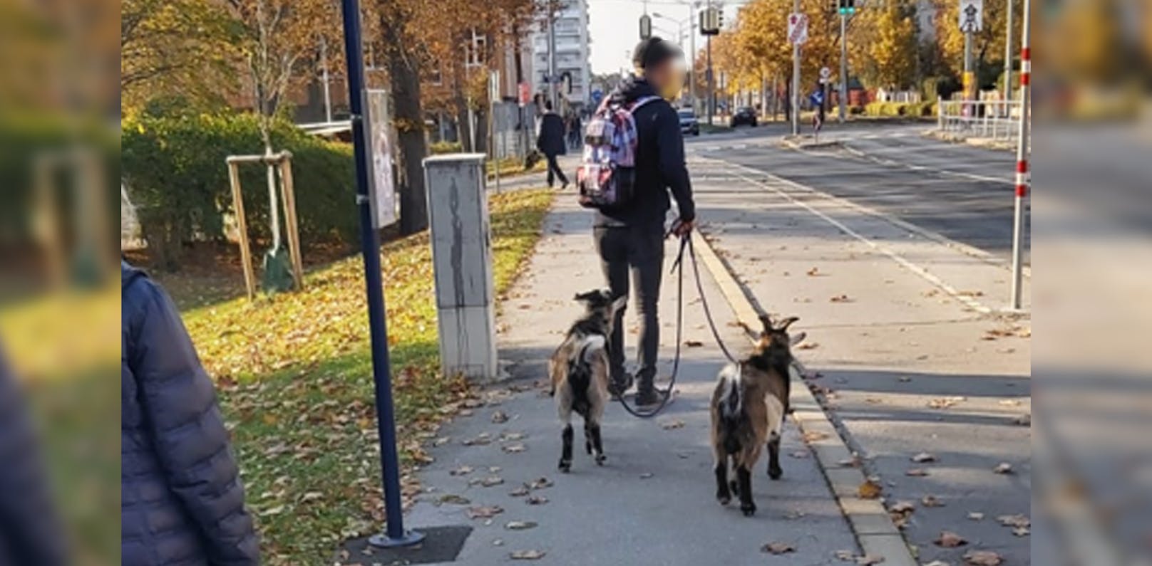 Bild 2: Wiener führt Ziegen an Leine in der Stadt Gassi – <a href="https://www.heute.at/s/wiener-fuehrt-ziegen-an-leine-in-der-stadt-gassi-100171483">Weiterlesen &gt;&gt;&gt;</a>