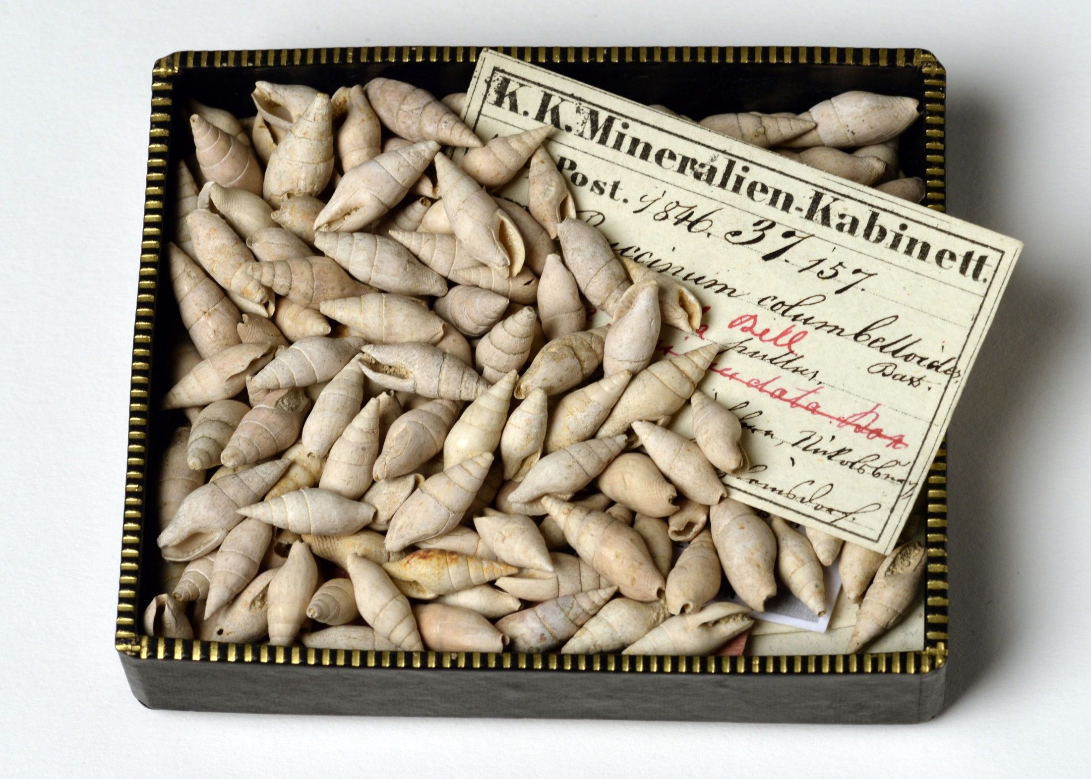 Das Naturhistorische Museum hat einen neu entdeckte Schneckenart nach der Stadt Wien benannt. Die Täubchenschnecke erhielt den Namen 