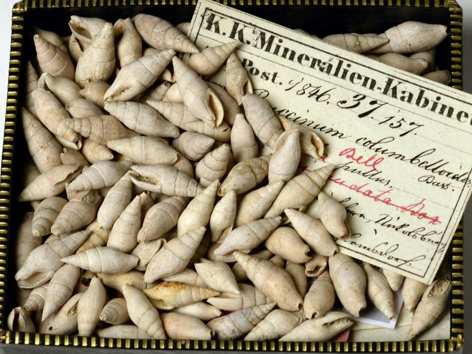 Das Naturhistorische Museum hat einen neu entdeckte Schneckenart nach der Stadt Wien benannt. Die Täubchenschnecke erhielt den Namen "<em>Mitrella viennensis"</em> , gefunden wurde sie noch mit historischem Etikett und veralteter Bezeichnung markiert.