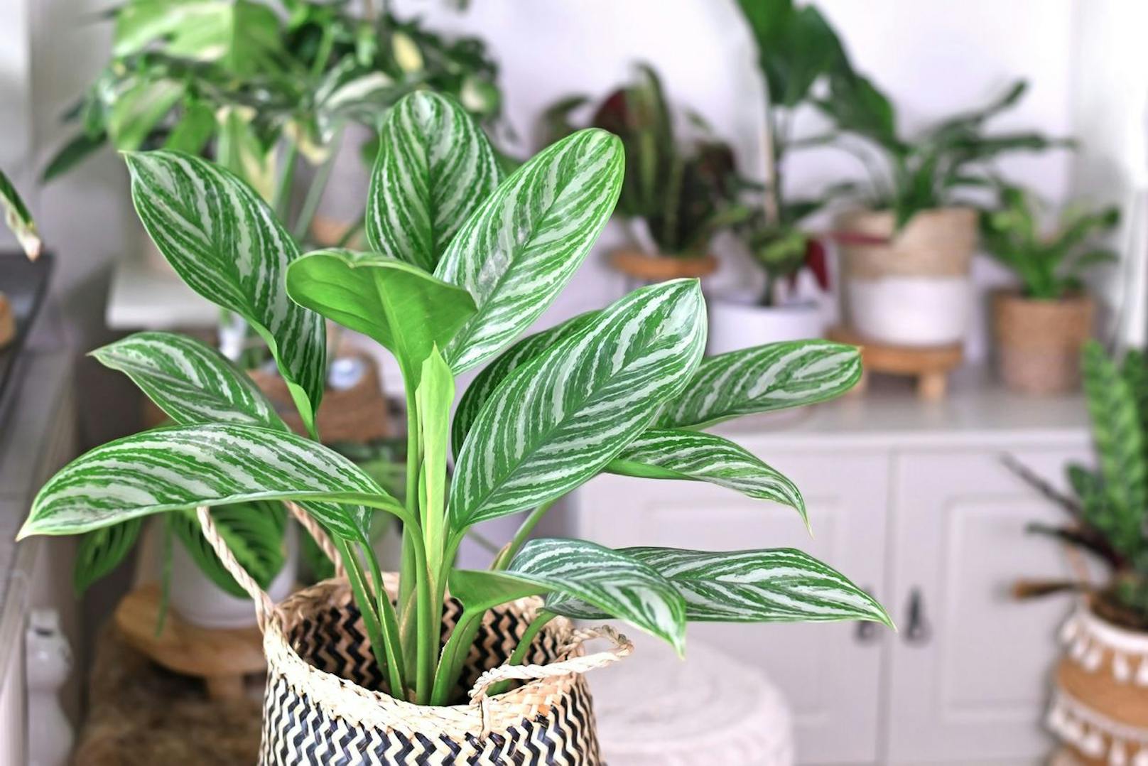 Der Kolbenfaden ist eine ganz besondere Pflanze, die nicht nur mit ihren weißen Streifen entzückt. Achte darauf wie oft du sie gießt, denn dies könnte die Luftfeuchtigkeit in deinem Zimmer immens verbessern.