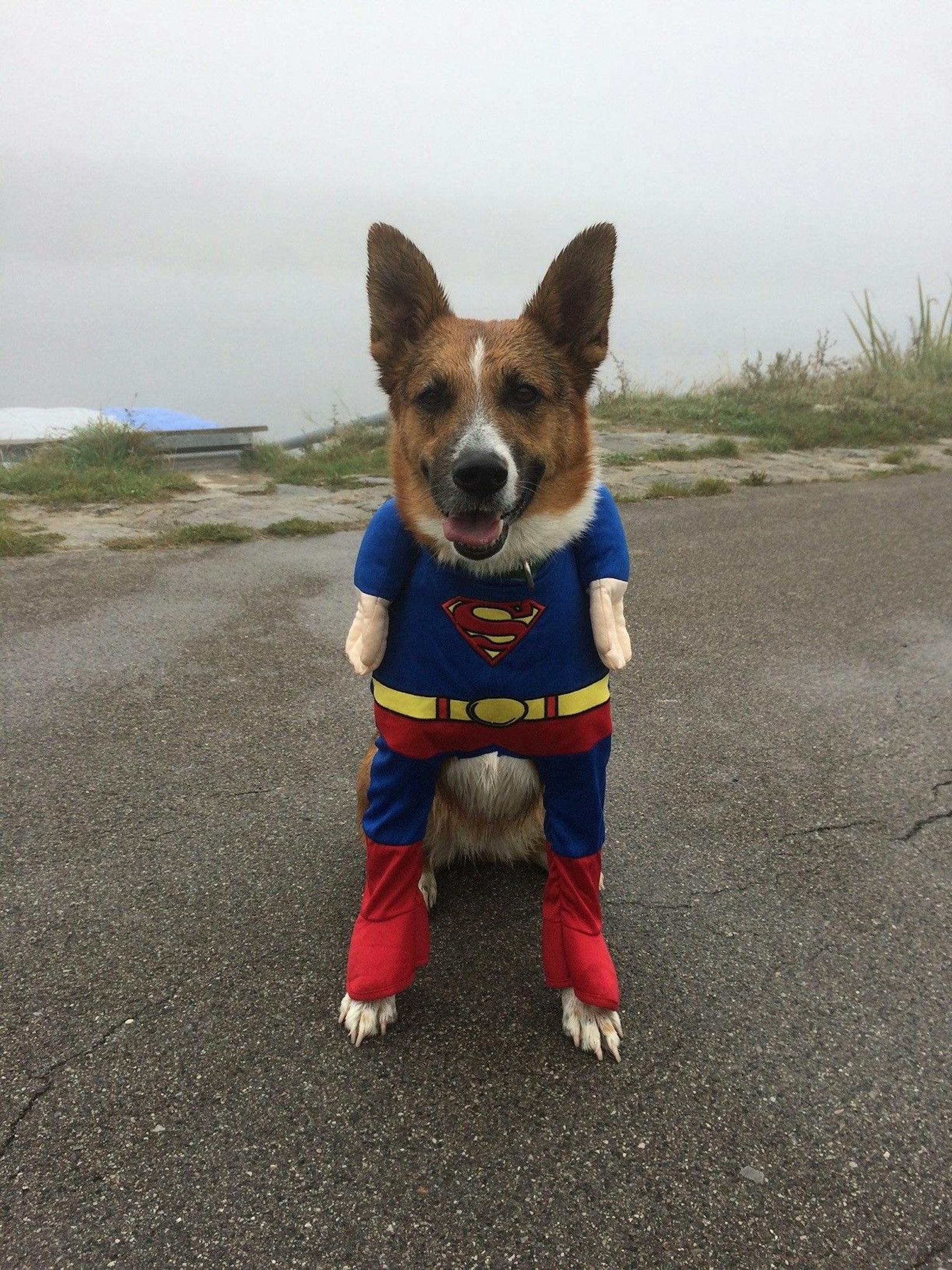 Nicht gruselig, aber heldenhaft. "Robin" ging heuer als Superman. 