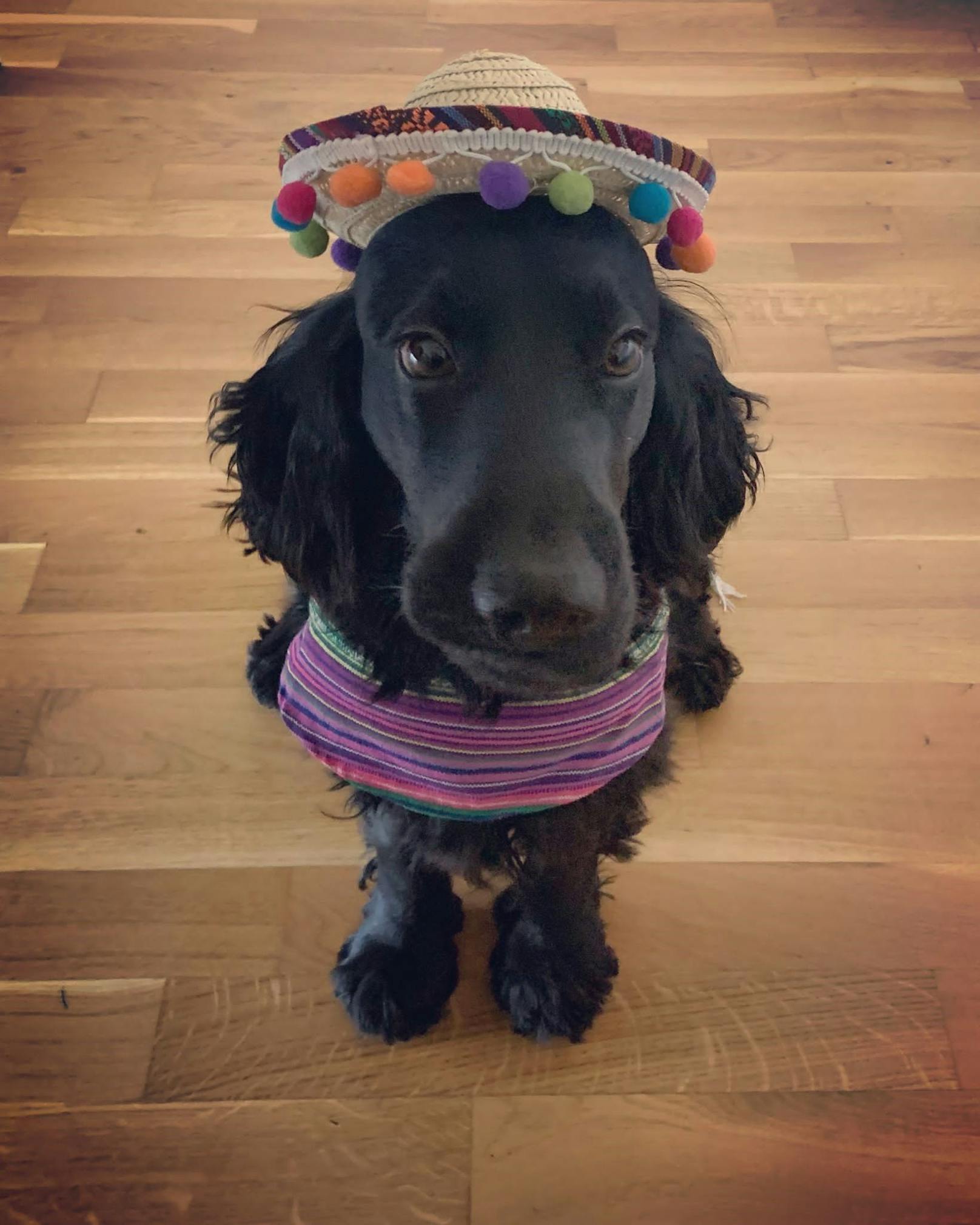 Cocker Spaniel "Gin" durfte heuer ein bisschen in die mexikanische Welt eintauchen. 