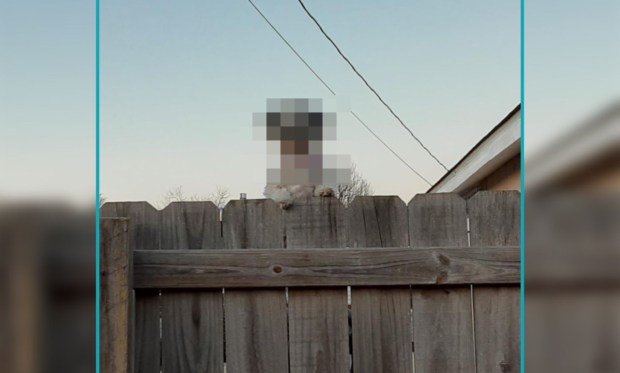 Heute.at - Ich hatte noch nie soviel Angst vor einem Hund