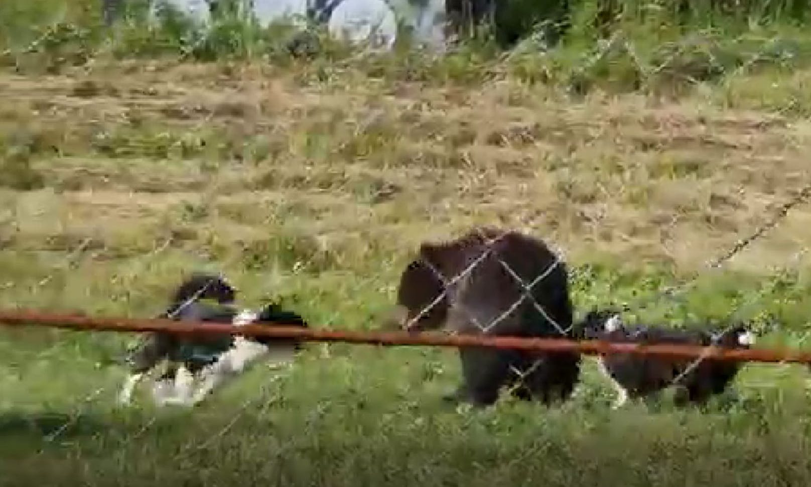 Russische Tierschützer filmten das grausame Training, wo zwei Hunde minutenlang einen angeketteten Braunbären attackieren. 