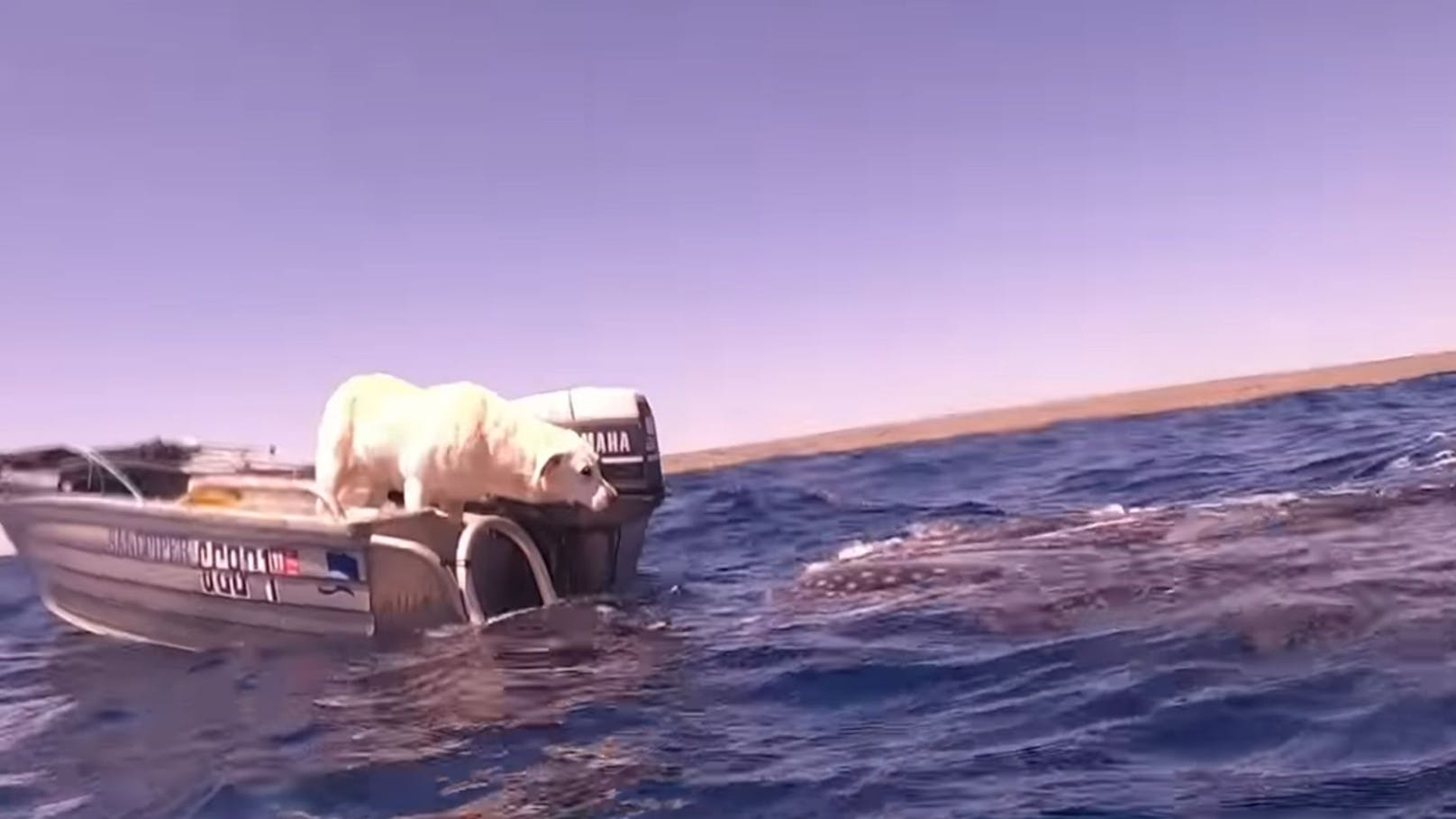 Der Labrador konnte seine Aufregung kaum verbergen. 