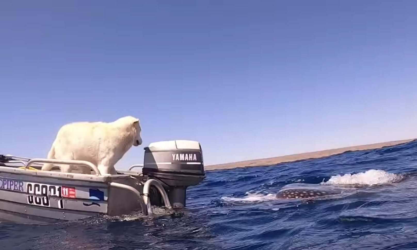 Immer wieder wechselte er auf dem Boot die Seite um seinen neuen Freund zu begrüßen. 