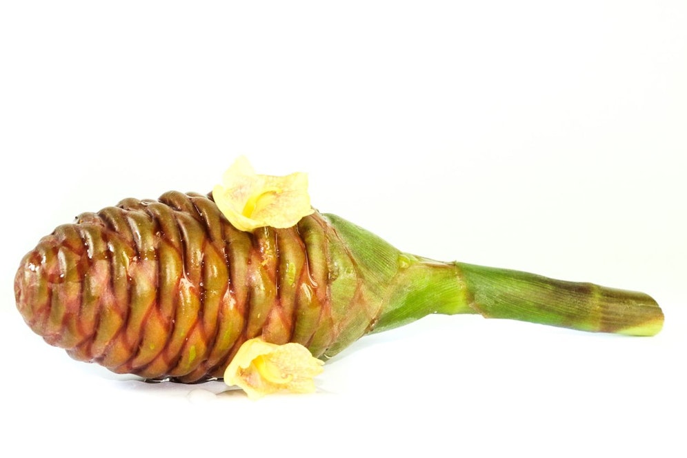 Hinter der Shampoo-Ginger-Pflanze steckt viel mehr als nur eine sonderbare Form. Ihre gesundheitlichen Vorzüge machen diese Pflanze erst recht attraktiv.