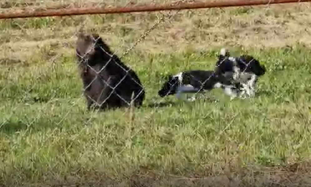 Obwohl seit 2018 verboten, werden in Russland angekettete Wildtiere zum Jagdtraining der Hunde missbraucht. 