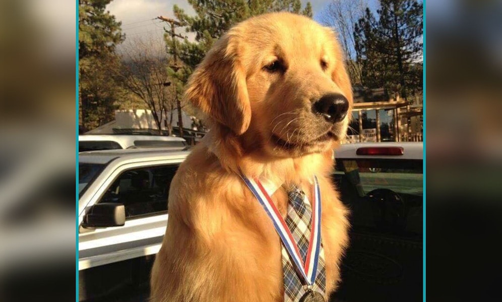 Die kleine kalifornische Gemeinde Idyllwild wählte tatsächlich einen Golden Retriever ins Bürgermeisteramt. <br>