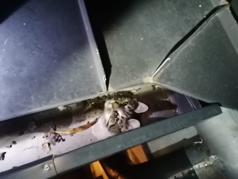 Die Feuerwehr befreite die Katze aus der verzwickten Lage.