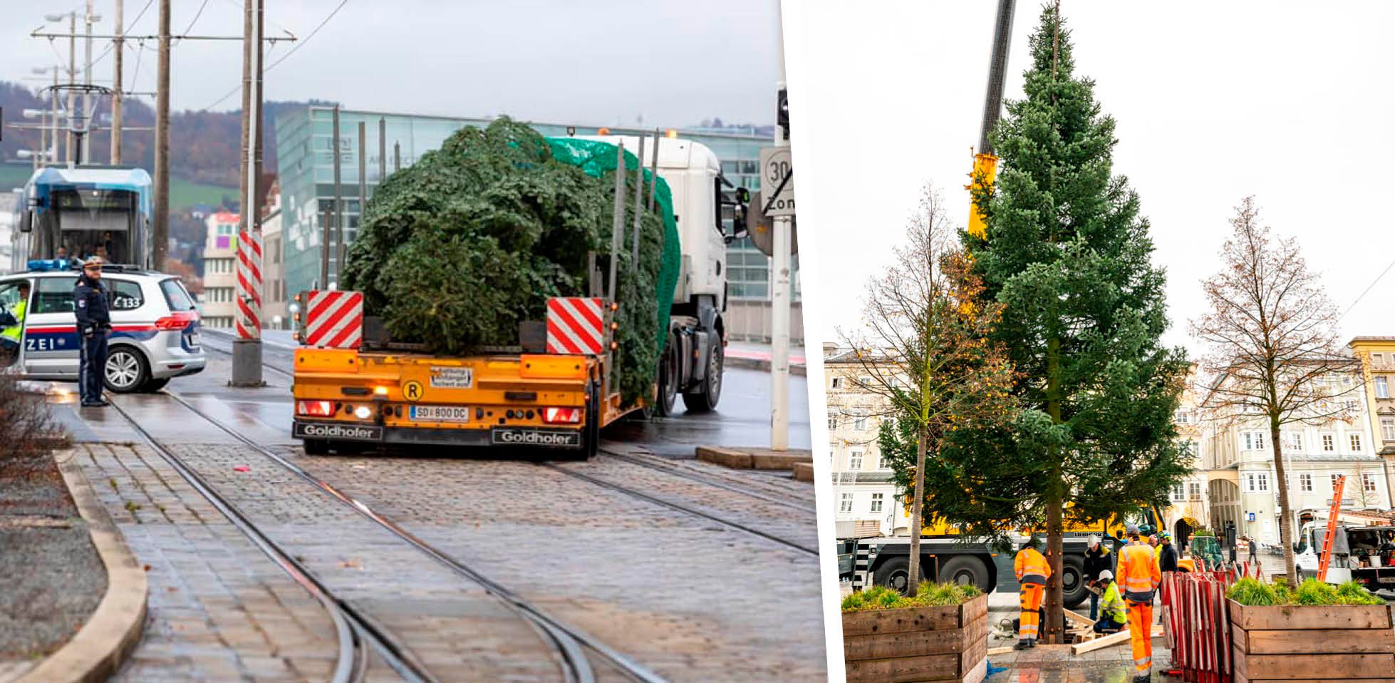 Um 9.30 traf die Nordmanntanne aus Schärding in Linz ein und wurde prompt am Linzer Hauptplatz aufgestellt.
