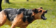 Hundeführerschein für alle und nur 3 Hunde pro Haushalt