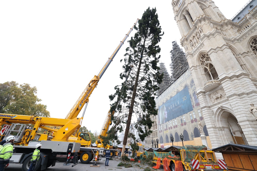 Ganz dicht ist er nicht: Der am Mittwoch am Wiener Rathausplatz aufgestellte Christbaum sorgt für Diskussionen.