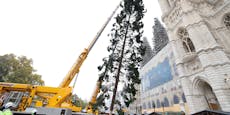Nicht ganz dicht: Spott für kahlen Wiener Christbaum
