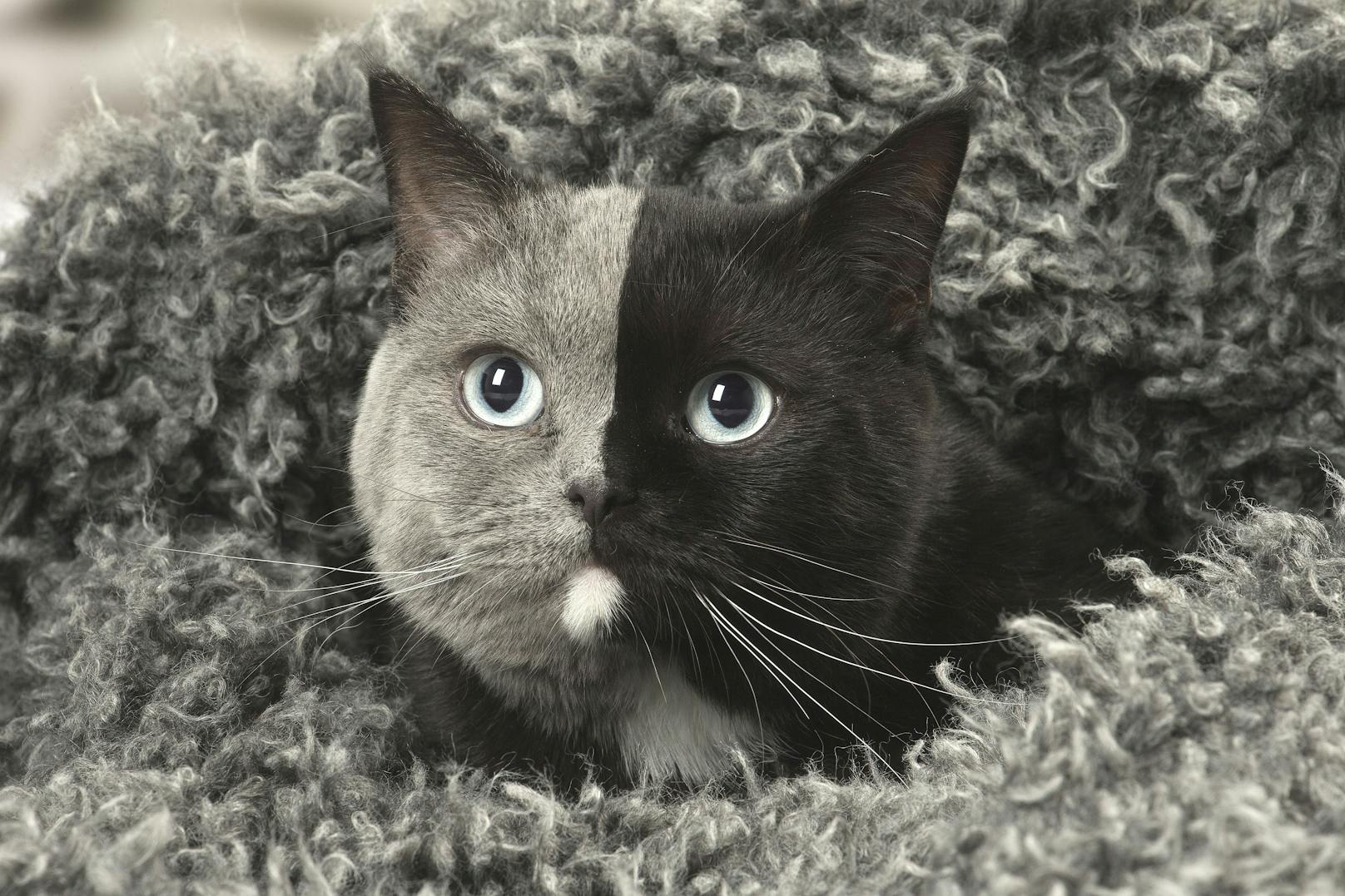 Wenn sich eine Katze mit mehreren Verehrern paart, kommen natürlich Kätzchen mit unterschiedlicher DNA zur Welt. 