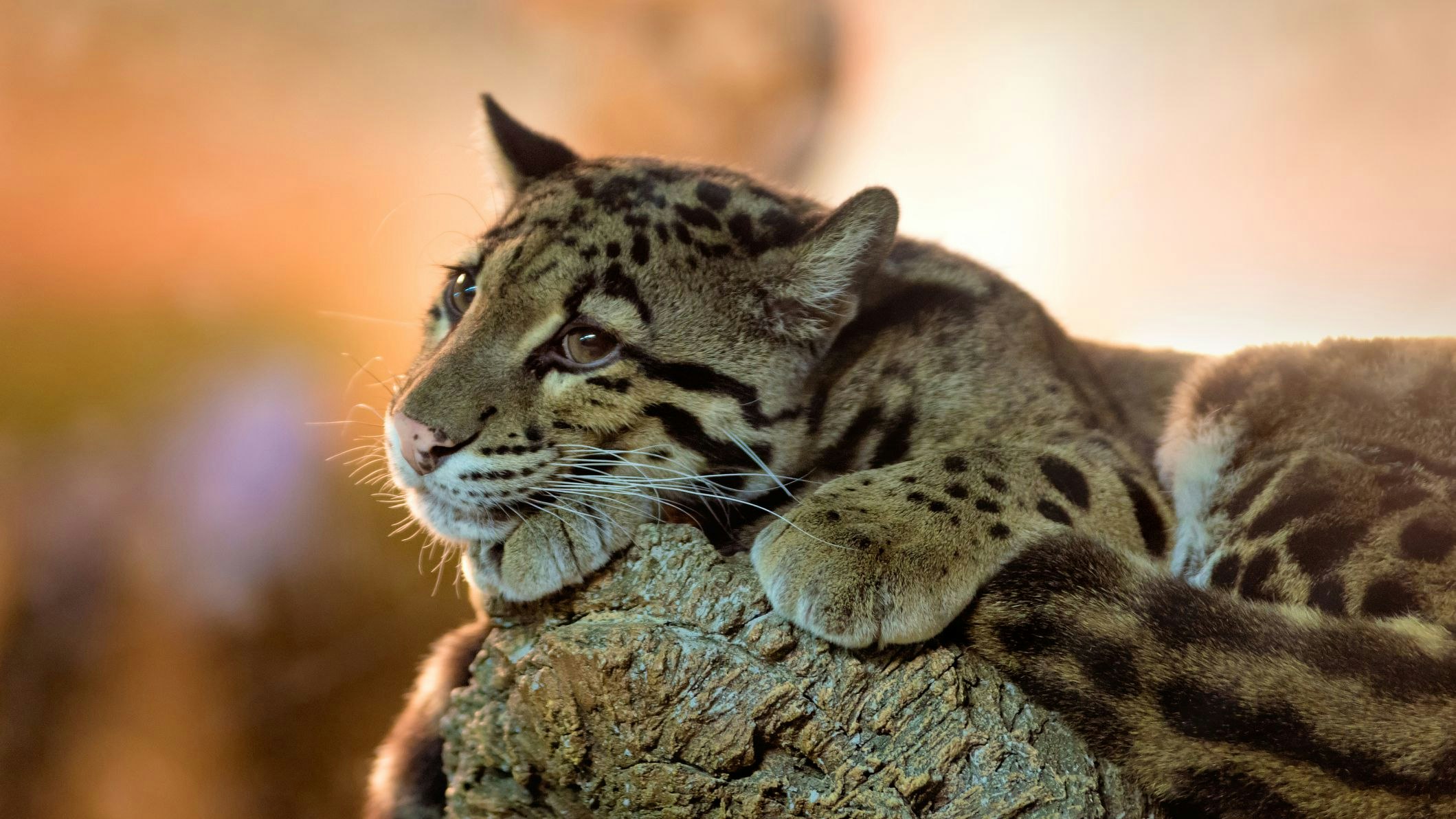 Heute.at - Der Nebelparder - Vokuhila macht ihn zum Kletterstar