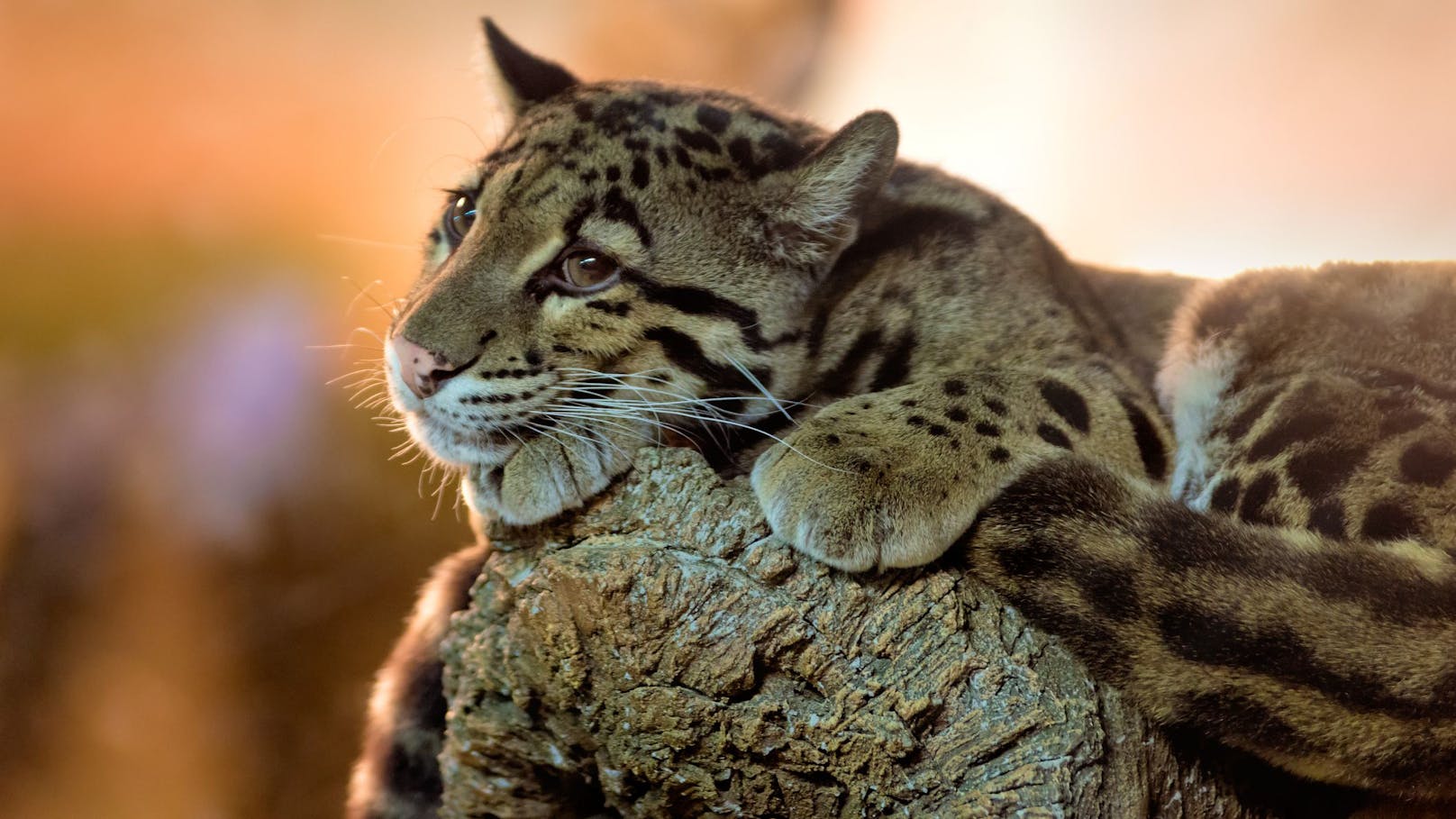 Der kleinere Verwandte des Leoparden gilt als der beste Kletterer aller Großkatzen. 