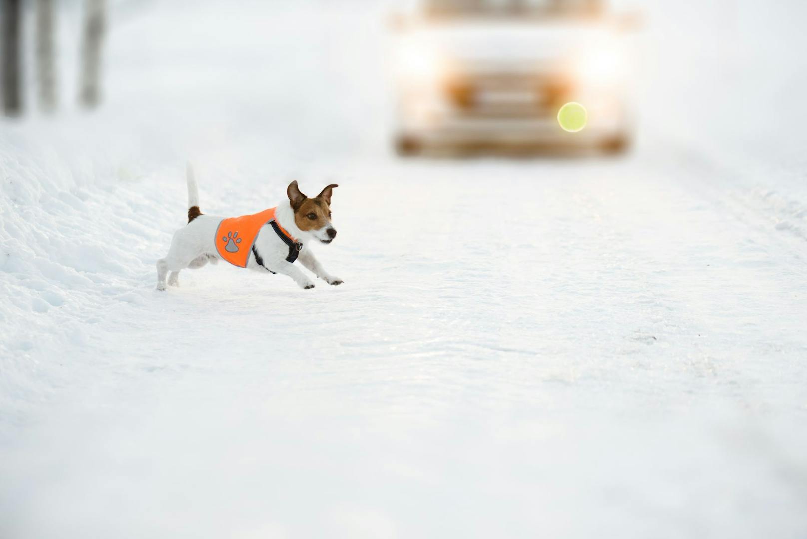 Da es bereits um 17:00 Uhr im Winter zappenduster ist, sollte man für den Hund Vorkehrungen treffen, wie eine Reflektierende Jacke.&nbsp;