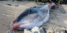 15 Tonnen schwerer Wal in Frankreich gestrandet