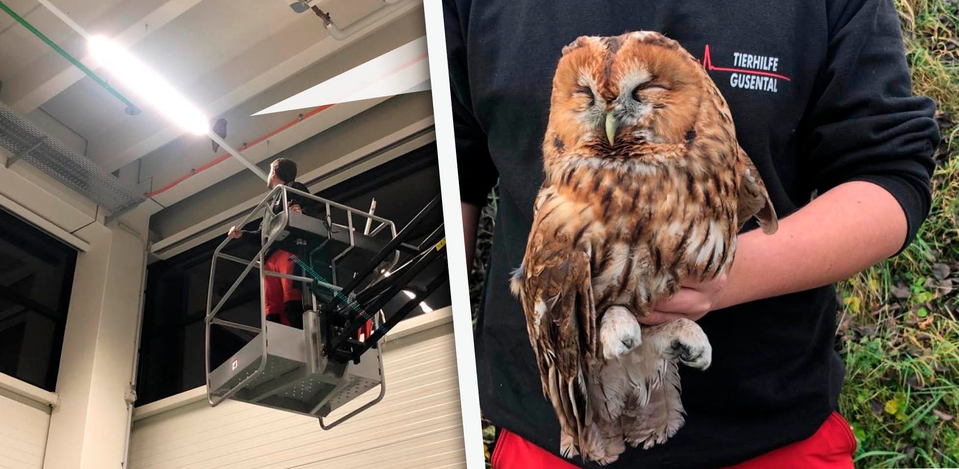 Mit einer Hebebühne fuhr ein Helfer in der Halle nach oben, fing so den Vogel ein. 