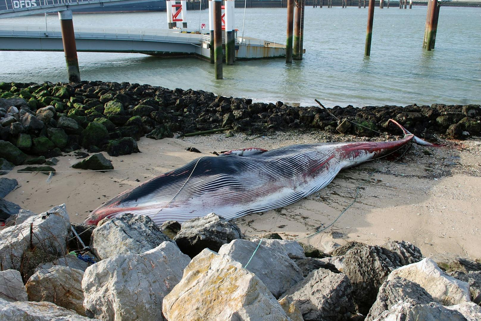 An der französischen Atlantikküste liegt der leblose Körper eines 15 Tonnen schweren Finnwals.