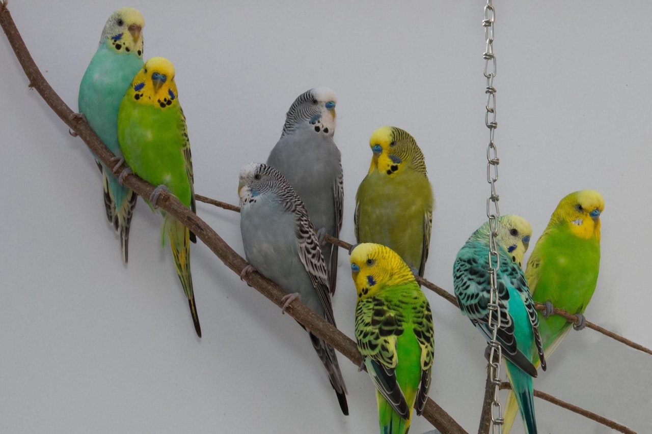 Heute.at - Vogel-Frau hortete 165 Wellensittiche in Wohnung