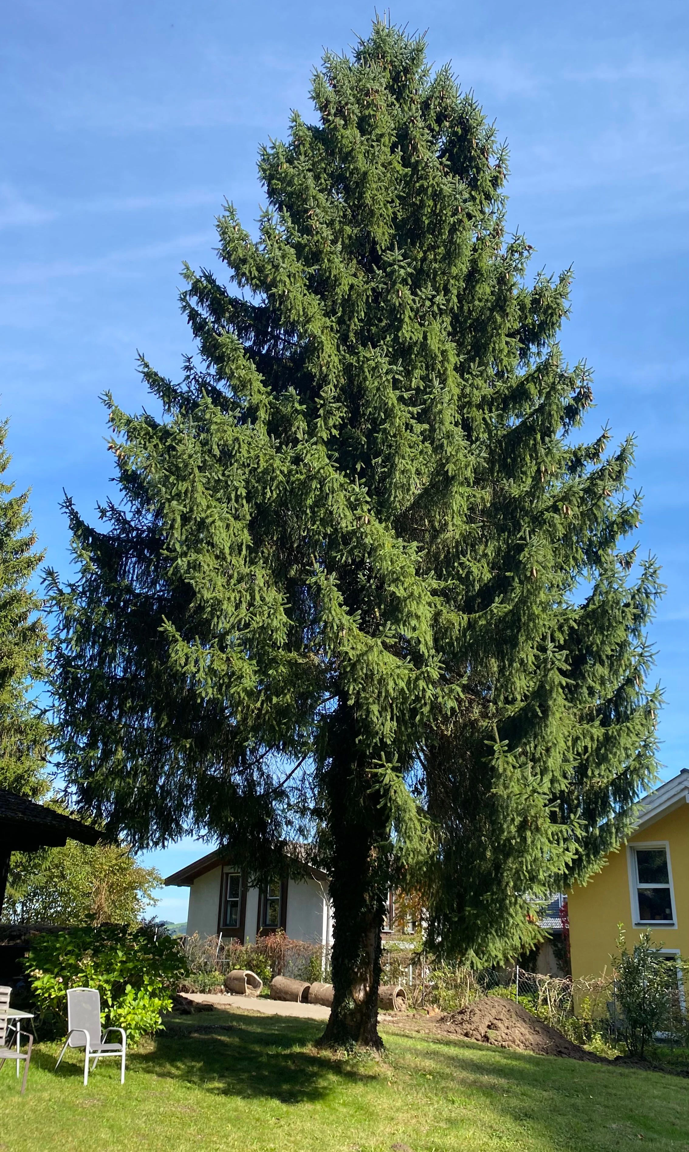 Christbaum-Spender ist die Familie Erdelitsch, in deren Garten die Fichte rund 80 Jahre gewachsen ist.