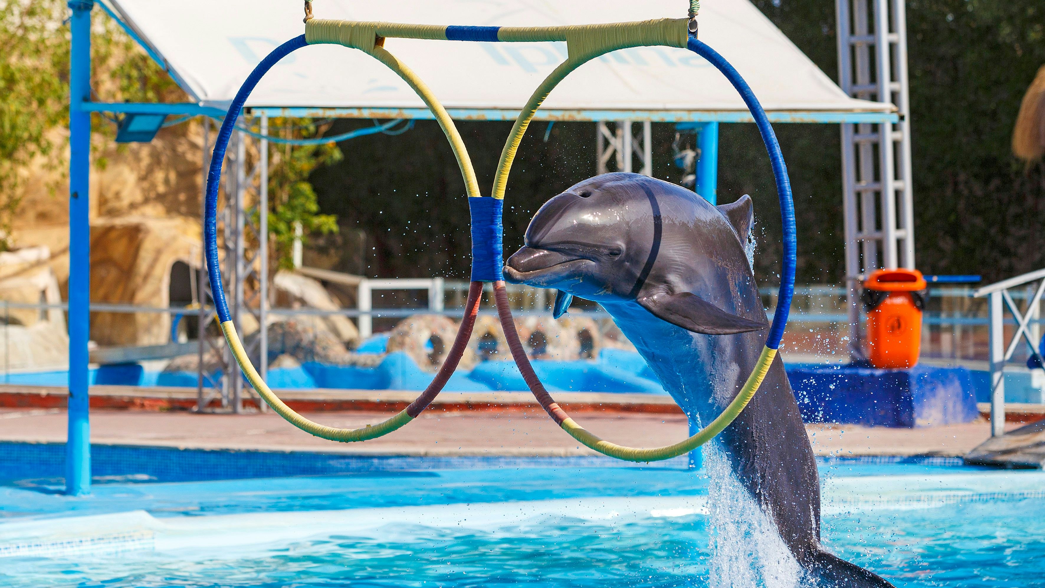 Das Online-Reisebüro "Expedia" twitterte kürzlich zu Gunsten von Tieren. 