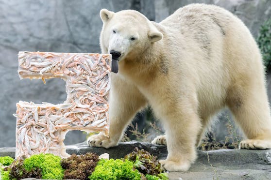 "nomnomnom" - Für "Finja" gab es zum zweiten Geburtstag eine Eistorte gefüllt mit Lachshäppchen.