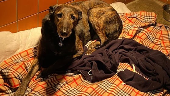 So sieht wohl ein gebrochenes Herz aus. Der alte Rüde Joe klammert sich an das letzte Stück seines verstorbenen Herrchens - einen Sweater.