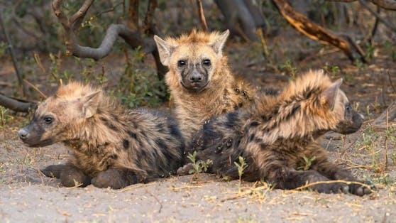 Erwischt: Erstmals wurde Corona in einem Zoo in Denver bei Hyänen nachgewiesen. 