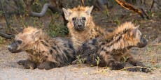 Hartnäckiges Virus! Auch Hyänen mit Corona infiziert