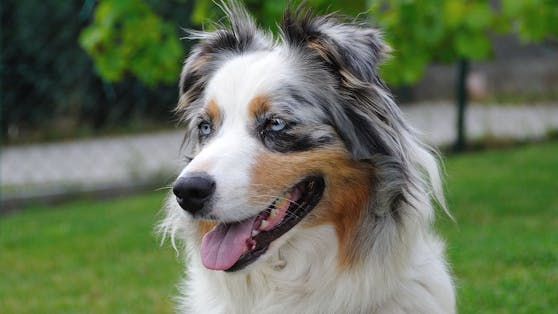 Der Merle-Rüde "Chico" wurde von einer dementen Dame um 30 Euro verkauft. 