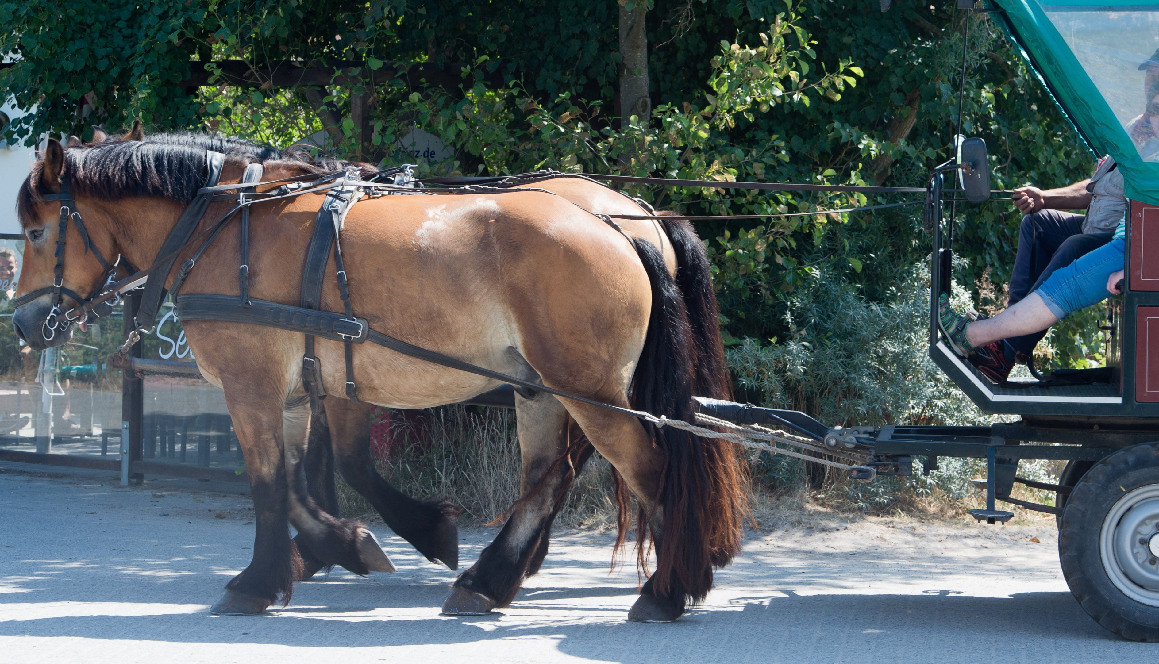 Die Pferde scheuten aus bislang ungeklärter Ursache. Symbolbild. 